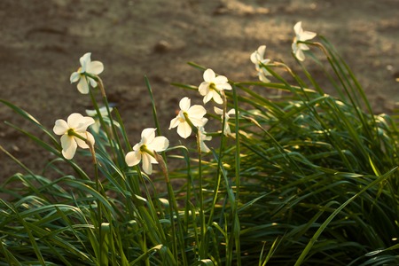 Sunlit daffodils - beautiful flowers on soft sunshineの写真素材