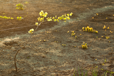 Branch of grapes - leaves on soft sunshineの写真素材