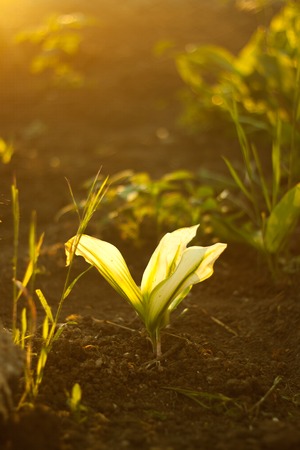 Beautiful flower and other plants on soft sunshineの写真素材