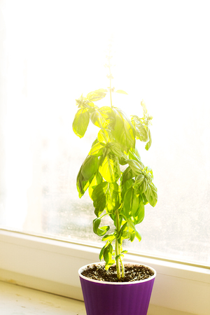 Basil in purple pot on the sill - home gardenの写真素材