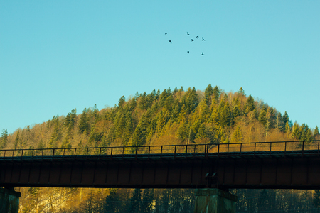 Fantastic view of winter fir forest and mount with a bridgeの写真素材