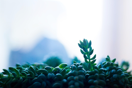 Cute plant in front of the wall - pastel colorsの写真素材