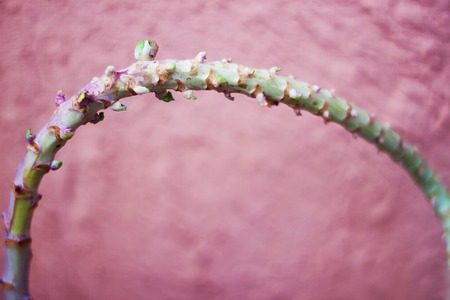 Plant of brussels cabbage steam in front of pink textured wall