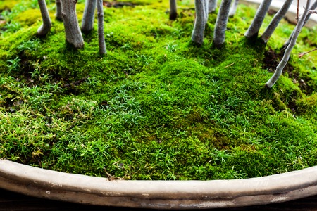 Bonsai Treeの写真素材