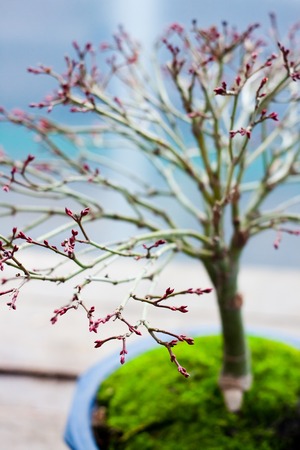 Bonsai Treeの写真素材