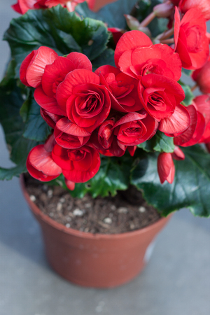 Red flower in pots in the glasshouseの写真素材