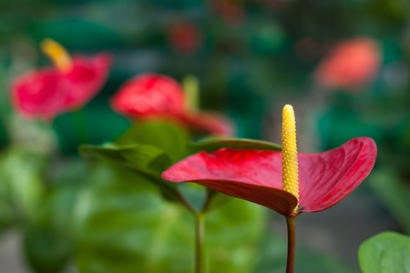 Calla in pots in the glasshouse