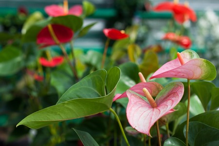 Red and rose callas in pots in the glasshouseの写真素材