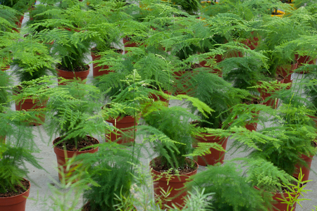 Asparagus in pots in the glasshouseの写真素材