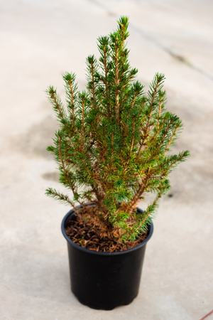 Little fir in the greenhouseの写真素材