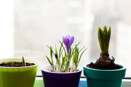 Tiny purple crocus flowers and other bulbs in pots - flower balcony gardenの写真素材