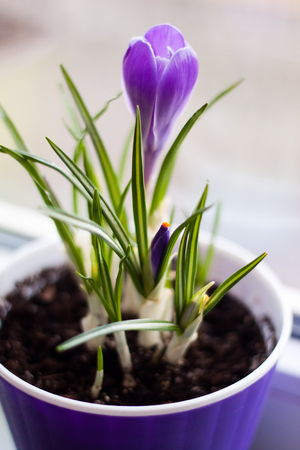 Tiny purple crocus flowers in pots - flower balcony gardenの写真素材
