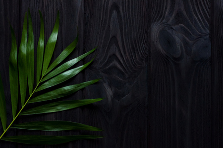 Palm leaf on a wooden backgroundの写真素材