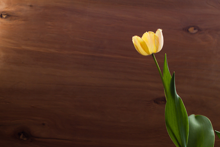 Yellow tulips bouquet in front of wooden wall. With space for your textの写真素材
