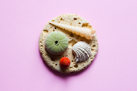 Shells and sea organisms on pink background - pop art concept design, minimalism, flat lay