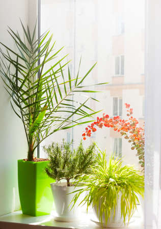 Home plants. Indoor gardening. Palm, green grass and herbs on the windowsillの写真素材