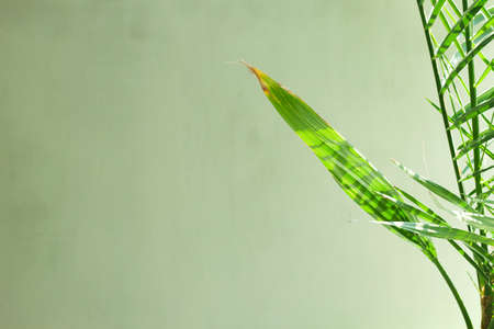 Palm leaves template, tropical summer background with a space for textの写真素材