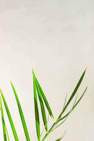 Palm leaves template, tropical summer background with a space for text