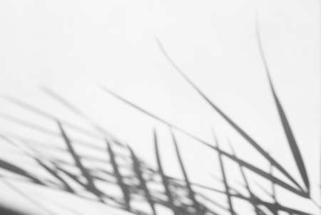 Abstract background of shadows palm leaves on a white wall. White and Blackの写真素材