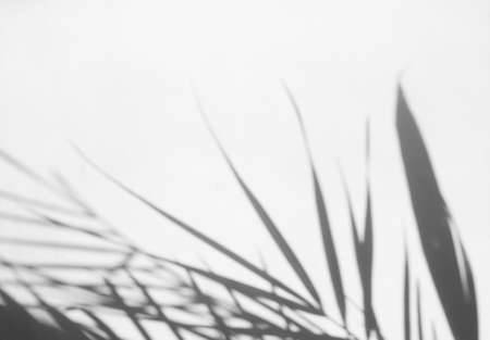Abstract background of shadows palm leaves on a white wall. White and Blackの写真素材