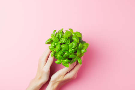 Female hands holding fresh basil on pink background. Food background or home gardening concept. Flat lay, copy spaceの写真素材