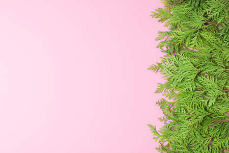 Green fir tree branches on pink background. Christmas or holiday concept. Flat lay, copy spaceの写真素材