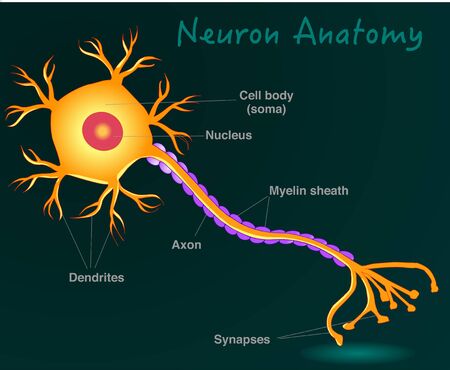 Neuron anatomy. Yellow neuron diagram. Simple expression nerve cell structure. Dark green background. 2d drawing illustration. Vector.のイラスト素材