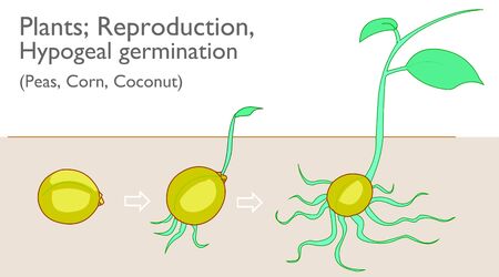 Hypogeal germination. Vegetative propagation stages. Examples plants, Peas Corn Coconut growth, development reproductive system. Germination of plant seeds under the ground. Botanical draw Vectorのイラスト素材