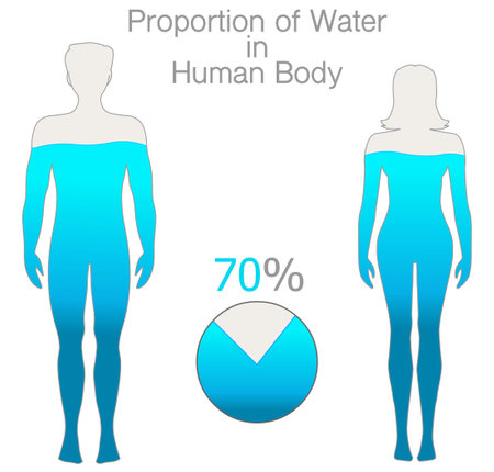 Water rate in the human body is seventy percent. Proportion h2o. Female and male silhouettes, filled with 70% water. Pie chart. Gray blue Male, female figures. White back. Health illustration vectorのイラスト素材