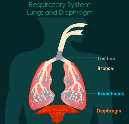 Respiratory system anatomy. Lungs and diaphragm. Green black dark background.annotated diagram. 2d medical illustrationのイラスト素材
