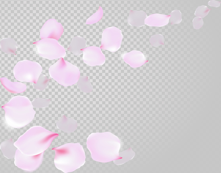 Falling rose petals soft delicate pink blossom on transparent background. Sakura cherry flying flowers. 3d realistic design. Vector illustrationのイラスト素材