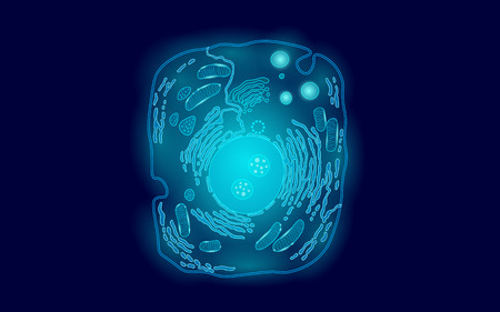 Animal human cell structure educational science. Microscope 3d eukaryotic nucleus organelle medicine...