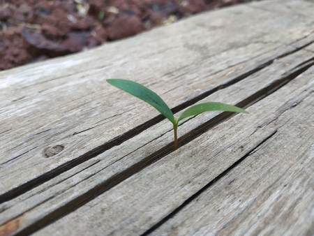 Seed sprout grow through the crack in wooden plank. Break through concept overcome problems and difficult situation. Green tree plant gray wood and nobodyの写真素材