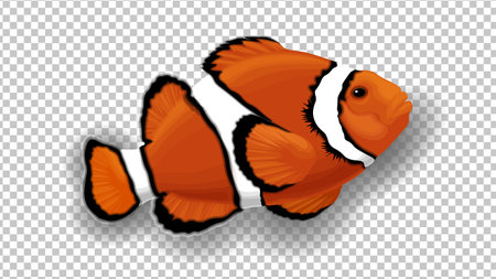3D Clownfish in orange, black and white colors. Transparent background. Anemone tropical fish isolated vector illustrationのイラスト素材