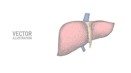 Drawing line art anatomical human liver silhouette. Healthy medicine concept design world liver health day one sketch outline drawing vector illustrationのイラスト素材