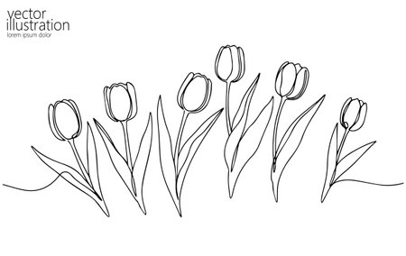 Tulips line art drawing. Spring flowers leaves stems. Greeting cards wedding invitations. Minimalist graphic design white background vector illustration.のイラスト素材