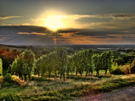 Vignards  HDR の写真素材