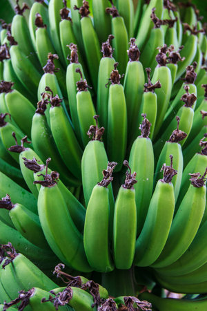 The raw banana in thailandの写真素材