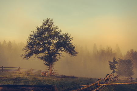 Tree in front of the forest in the morning fogの写真素材