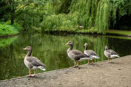 Four duck near the lakeの写真素材