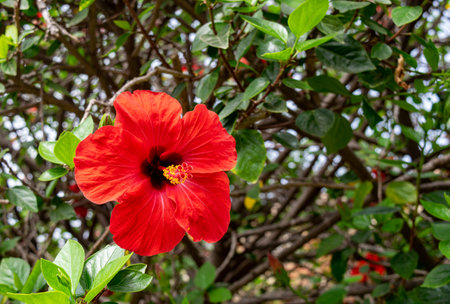 a plant of hibiscus red floweringの写真素材