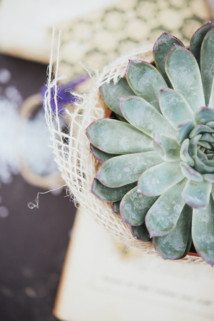 succulent plant compositionの写真素材