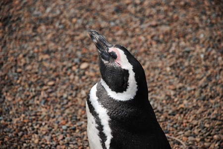 Penguin catches the sun, Patagoniaの写真素材