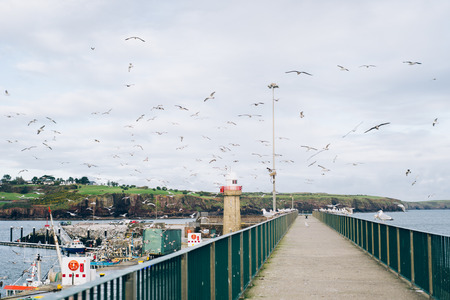 fishing boats and birds in the harbour, Dunmore East, Waterford, Republic of Irelandの写真素材