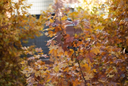 It is a close up of autumn leaves, with ocher, yellow, and orange colors  There is a selective focusの写真素材