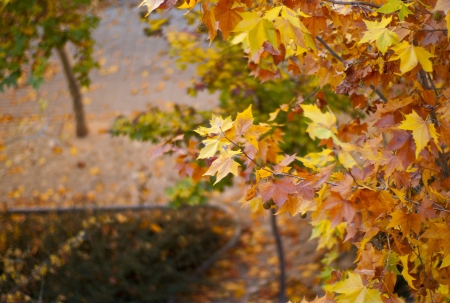It is a picture from the top of a tree  Horse Chestnut  in autumn  The leaves of yellow and red...