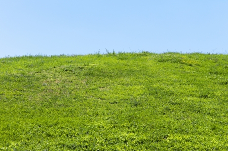 A very green grass and a very blue skyの写真素材