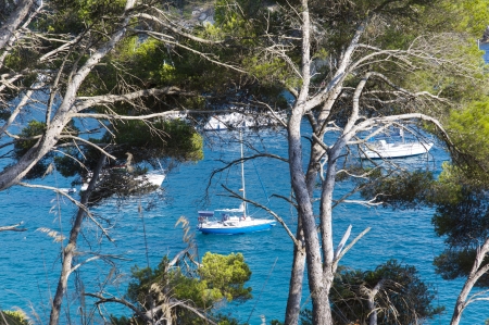Looking through the pines  They are some boats anchored in a very blue seaの写真素材