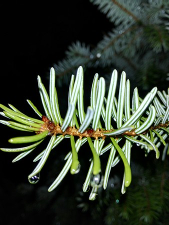 Branch with raindropsの写真素材