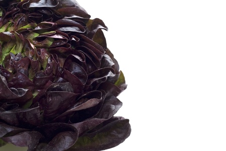 Red lettuceの写真素材